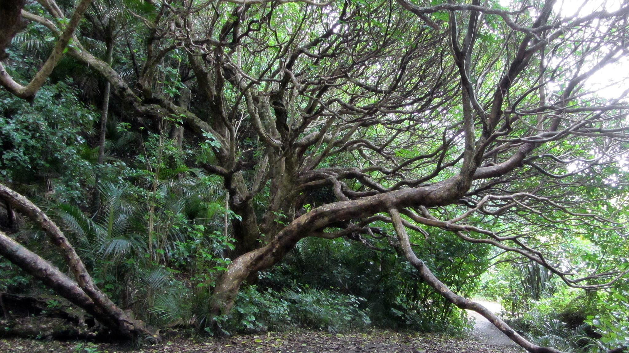 Waitakere Ranges & Karekare Falls